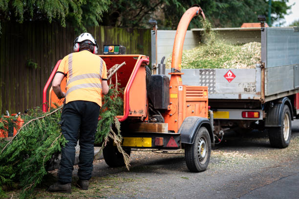 Best Tree Disease Treatment  in Keokuk, IA